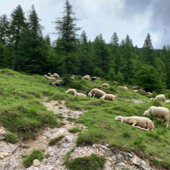 2. SLO Vršič Pass1