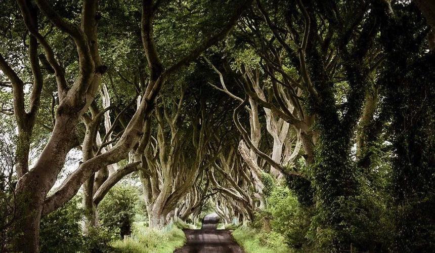 Dark Hedges