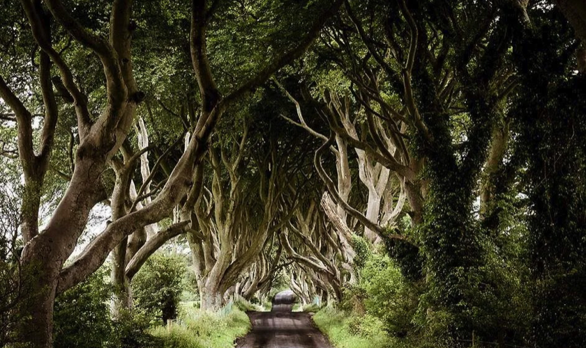 Dark Hedges