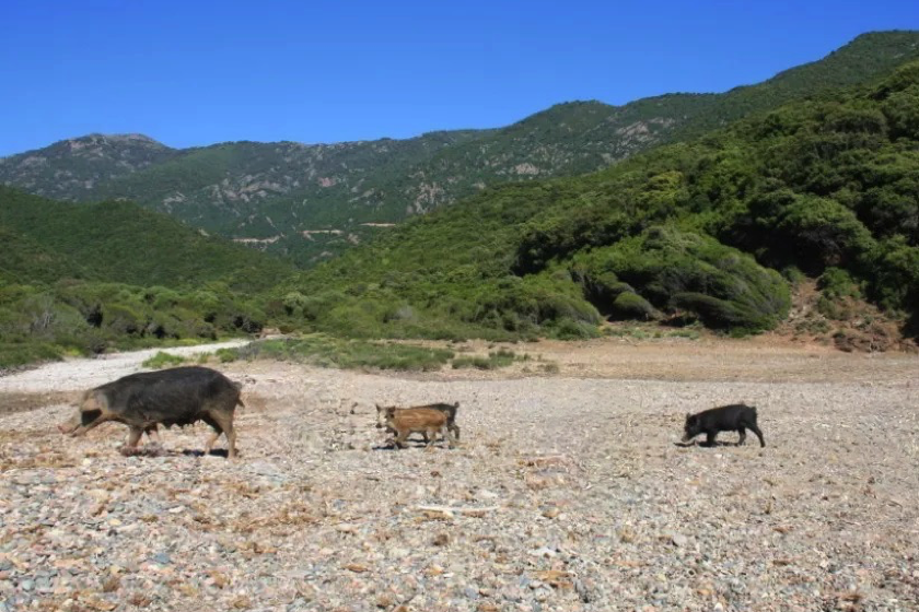 Korsika3